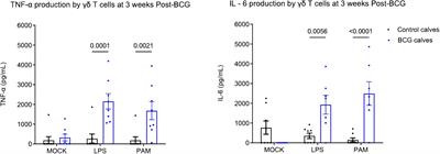 Evidence of innate training in bovine γδ T cells following subcutaneous BCG administration